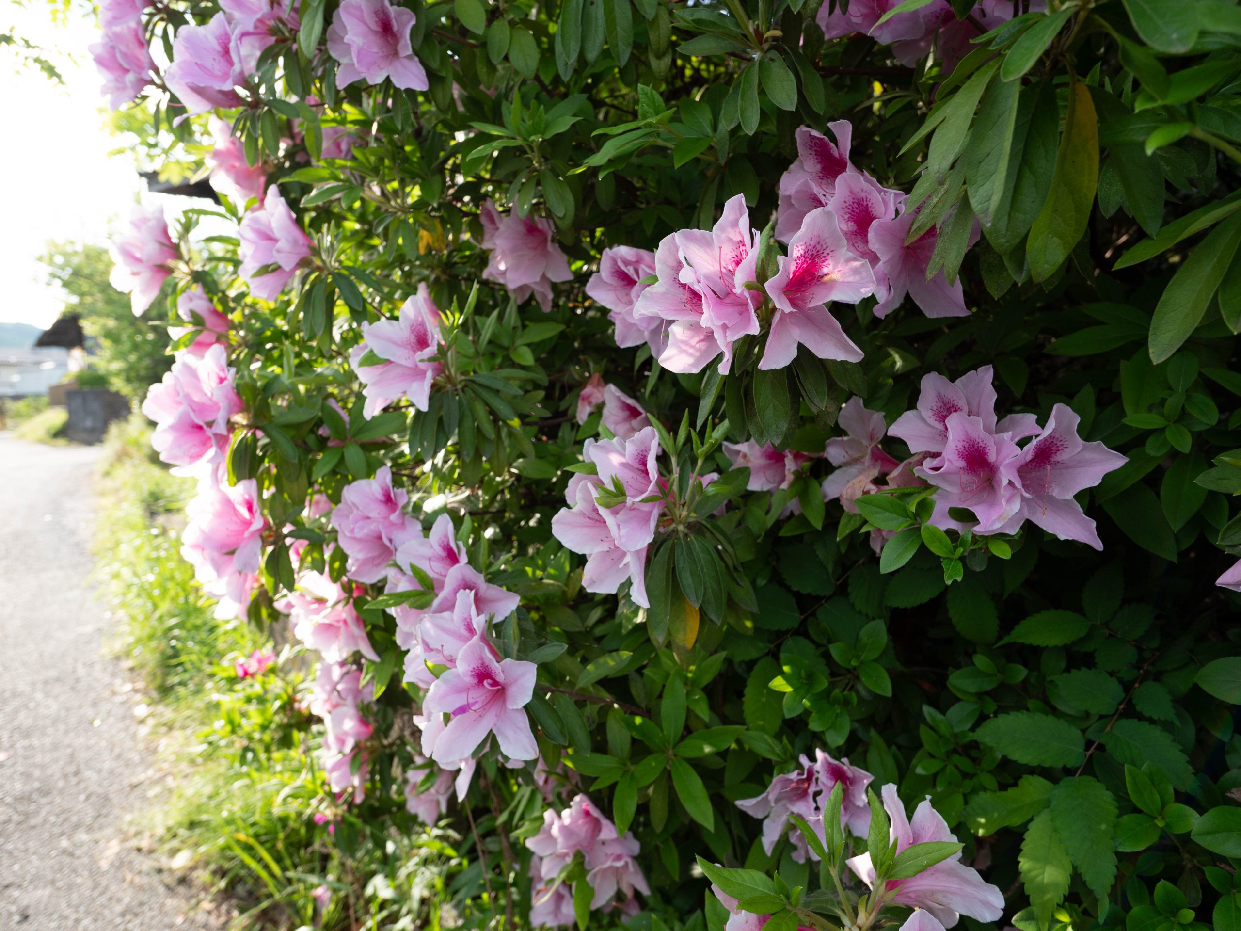 ツツジ　 250505 (1 - 1)